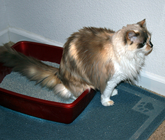 我们如何让我们的猫共享一个猫砂盆？